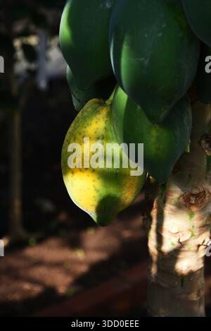 Papaya-Bäume und Früchte. Die reife Frucht ist reich an Nährstoffen und enthält krebsbekämpfende Verbindungen. Stockfoto