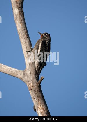 Junger Rotschnappsapsucker auf einem toten Baumstamm im Rocky Mountain National Park in Colorado. Es ist im Profil gegen eine tiefe blende fotografiert Stockfoto