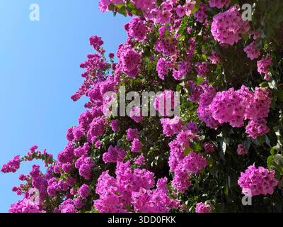 Wunderschöner Bougainvillea Glabra blühender Baum Stockfoto