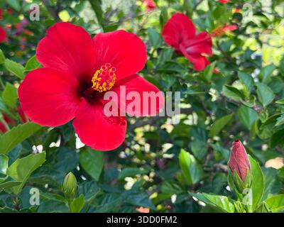 Hibiskus leuchtend rote Blumen im Garten Stockfoto