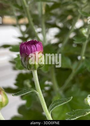 Nahaufnahme von violetten und gelben Chrysanthemenblüten und Blütenknospen im Herbst in Wisconsin, USA Stockfoto