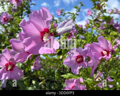 Hibiskus blüht wunderschön Stockfoto