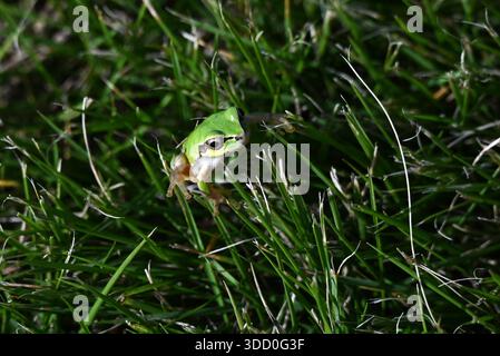 Hyla japonica ( Japanischer Baumfrosch ). Körperlänge ca. 20 mm  45 mm. Es lebt an Pflanzen in der Nähe des Wassers und schwarzbraunem Streifenmuster in der Nähe der Augen. Stockfoto