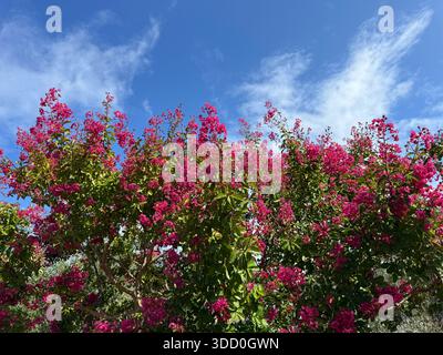 Lagerstroemia indica Crape myrte blühender Busch Stockfoto