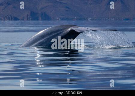 Die fluke eines tauchenden Blauwals, vor Loreto, Baja California Sur, Mexiko Stockfoto