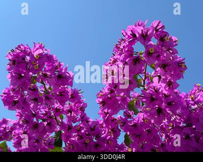 Rosafarbene Bougainvillea-Blüte gegen den Himmel Stockfoto