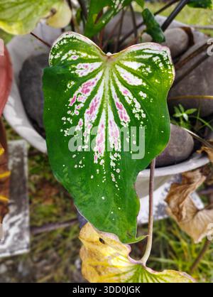 Ein herzförmiges Calathea-Blatt zeigt lebendige rosa und weiße Muster, die von dunkelgrünen Rändern begrenzt werden, in einer Gartenumgebung. Stockfoto