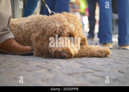 Der Hund ruht an einem geschäftigen Tag auf der Straße aus Stockfoto