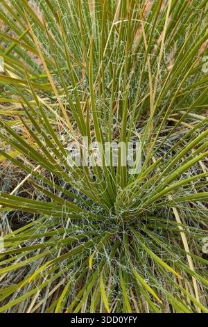 Yucca, Red Rock Park, Gallup, New Mexico Stockfoto