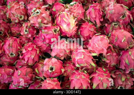 Rote Pitaya-Früchte, Drachenfrucht, die Frucht mehrerer verschiedener Kaktusarten, die in den USA heimisch sind. Stockfoto