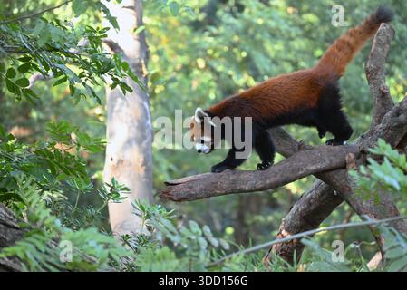Ein roter Panda, der am sonnigen Tag im Zoo auf dem Zweig läuft Stockfoto