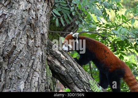 Ein roter Panda klettert auf den Baum im Zoo Stockfoto