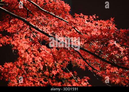 Rote Palmatumblätter mit schwarzen Zweigen am sonnigen Tag im Garten Stockfoto
