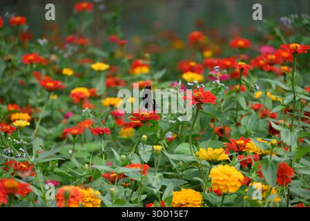 Ein schwarzer Schmetterling auf dem Feld der roten Zinnia elegans Blumen blühen im Garten Stockfoto