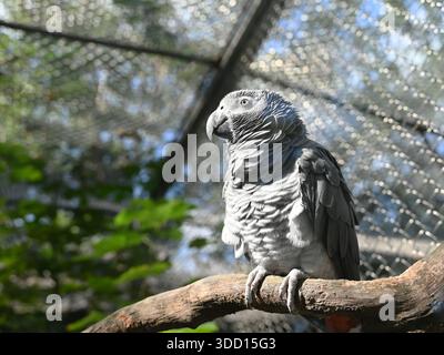 Ein grauer Timneh Paprot ruht am sonnigen Tag im Zoo auf dem Zweig Stockfoto