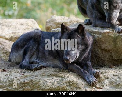 Grauwolf (Canis Lupus), der auf dem Waldboden zwischen Herbstblättern ruht und ruhiges Verhalten in einem natürlichen Waldhabitat zeigt. Stockfoto