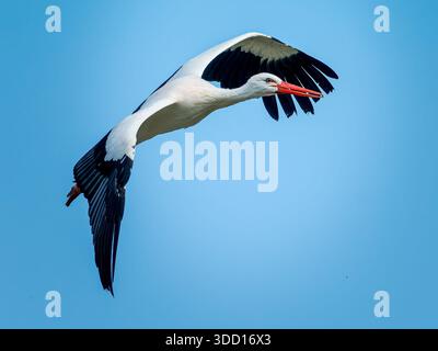 Weißstorch Ciconia ciconia im Flug gegen einen klaren blauen Himmel, mit Flügelspannweite und elegantem Flugverhalten. Stockfoto