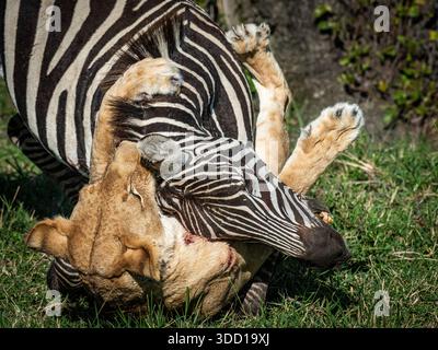 Die Sequenz zeigt eine Löwin, die ein männliches Zebra fischt und drosselt. Kurz darauf übernahm ein männlicher Löwe die Führung und ließ die Löwin ihn beim Essen beobachten. Stockfoto