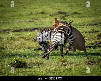 Die Sequenz zeigt eine Löwin, die ein männliches Zebra fischt und drosselt. Kurz darauf übernahm ein männlicher Löwe die Führung und ließ die Löwin ihn beim Essen beobachten. Stockfoto