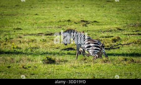 Die Sequenz zeigt eine Löwin, die ein männliches Zebra fischt und drosselt. Kurz darauf übernahm ein männlicher Löwe die Führung und ließ die Löwin ihn beim Essen beobachten. Stockfoto