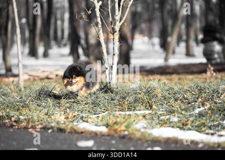 Kleiner pommerscher Spitz lächelt und läuft im Schnee. Stockfoto