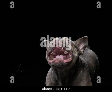 Das Gesicht des Hundes ist angespannt, möglicherweise bellt oder schnarrt mit sichtbaren Zähnen. Starke Beleuchtung hebt den dunklen Hintergrund in Kontrast und hebt den Ausdruck hervor. Stockfoto