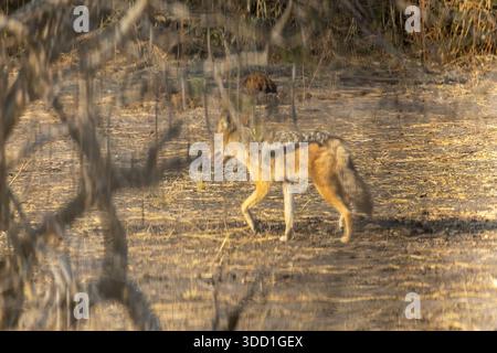 Schakal mit schwarzem Rücken im trockenen Buschland, Chobe Nationalpark, Botswana - September 2025 Stockfoto
