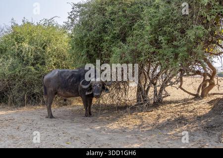 afrikanischer Büffel im Schatten unter einem Baum, Chobe-Nationalpark, Botswana - September 2025 Stockfoto