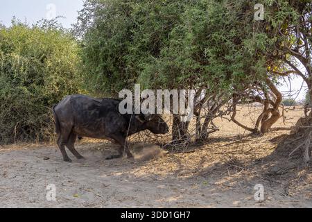 Cape Buffalo Paws the Ground, Chobe National Park, Botswana - September 2025 Stockfoto