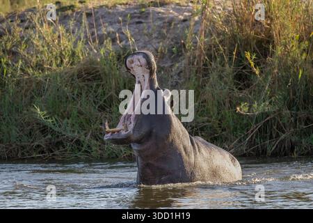 Aggressives Nilpferd mit Dominanz im Okavango River in Divundu, Namibia – September 2025 Stockfoto
