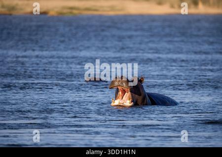 Flusspferde tauchten teilweise im Okavango River bei Divundu, Namibia, ab September 2025 Stockfoto