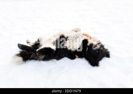 Bulgarisch-Schäferhund oder Karakachan-Hund, der hinten im Schnee liegt und den Bauch zeigt Stockfoto
