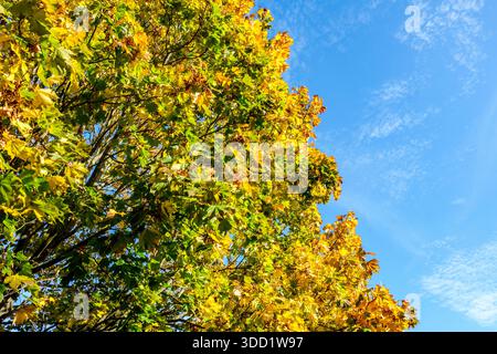 London UK, 28. Oktober 2025, Golden Autumn verlässt sich gegen Einen kühlen, klaren blauen Himmel Stockfoto