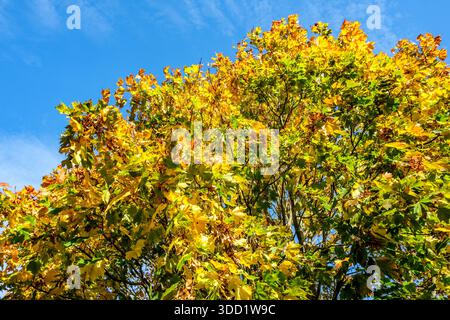 London UK, October 28 2025,  Golden Autumn Leaves Against A Chilly Clear Blue Sky Stockfoto