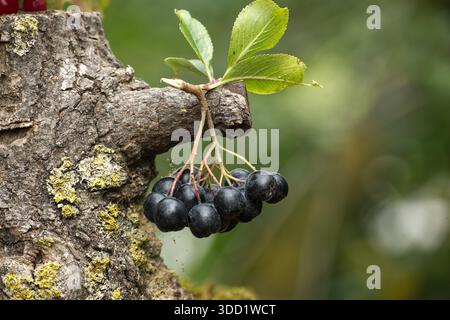 Eine Gruppe reifer Aronia-Beeren hängt an einem Baumzweig und zeigt die natürliche Schönheit der Pflanze. Die dunklen Beeren stehen im Kontrast zu den grünen Blättern. Stockfoto