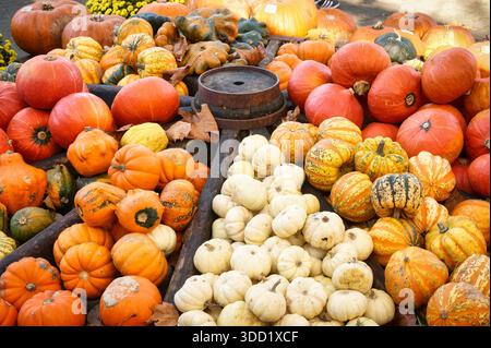 Eine farbenfrohe, rustikale Herbstdekoration aus verschiedenen Kürbissen, darunter orange, weiße und gestreifte Kürbisse, die auf einer verwitterten Holzoberfläche angeordnet sind Stockfoto