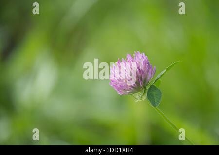 Ein fesselnder Blick auf eine rote Kleeblüte vor einer weichen, grünen Kulisse. Die zarten Blüten und Blätter sind fokussiert und schaffen eine ruhige und natürliche Komposition. Stockfoto