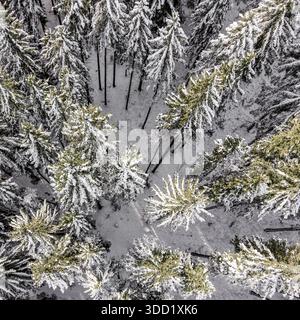 Von oben nach unten auf dichten Kiefernwald, der mit frischem Schnee bedeckt ist. Starkes natürliches Muster, winterliche Atmosphäre und grafische Komposition, die von der Drohne erfasst wurde Stockfoto