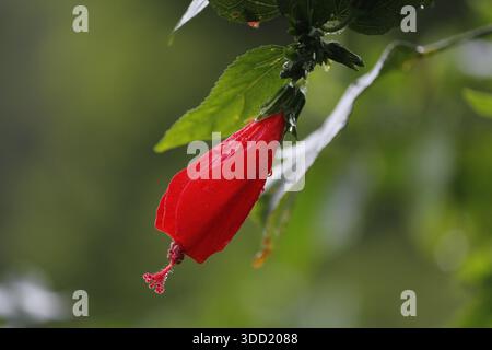 Der Bud des Hibiskus Stockfoto