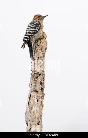 Holzspecht (Dryobates scalaris), Sabal Palm Sanctuary, Texas Stockfoto
