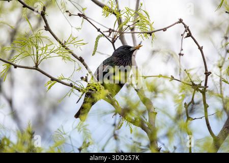 Bärtiges Drachenporträt mit warmem Bokeh-Hintergrund. Nahaufnahme eines bärtigen Drachen (Pogona vitticeps) auf einer hölzernen Oberfläche, weicher Hintergrund. Stockfoto