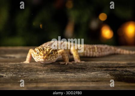 Leopardengecko-Porträt. Nahaufnahme eines fotografierten Leopardengeckos (Eublepharis macularius) mit geringer Schärfentiefe und weichem, unscharfem Hintergrund Stockfoto