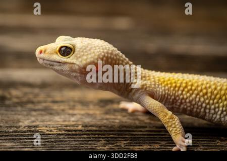 Leopardengecko-Porträt. Nahaufnahme eines fotografierten Leopardengeckos (Eublepharis macularius) mit geringer Schärfentiefe und weichem, unscharfem Hintergrund Stockfoto