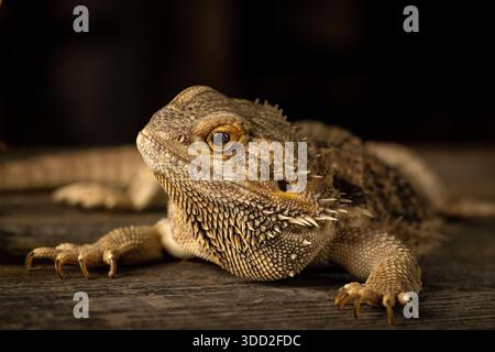 Bärtiges Drachenporträt mit warmem Bokeh-Hintergrund. Nahaufnahme eines bärtigen Drachen (Pogona vitticeps) auf einer hölzernen Oberfläche, weicher Hintergrund. Stockfoto