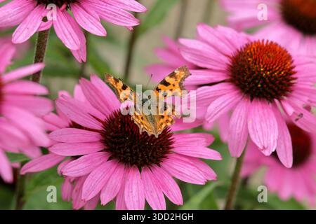 Komma-Schmetterling auf lila Coneflower. Polygonia c-Album auf Echinacea purpurea Magnus Flower im Spätsommer. UK Stockfoto