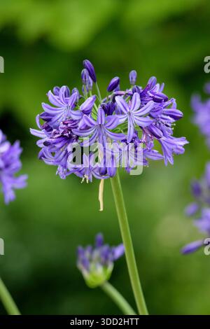 Agapanthus. Afrikanische Lilie. Agapanthus „Northern Star“, der für abgerundete Köpfe aus dunkelvioletten blauen Blüten in einer mehrjährigen Gartenkante im Sommer geschätzt wird Stockfoto