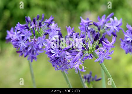 Agapanthus. Afrikanische Lilie. Agapanthus „Northern Star“, der für abgerundete Köpfe aus dunkelvioletten blauen Blüten in einer mehrjährigen Gartenkante im Sommer geschätzt wird Stockfoto