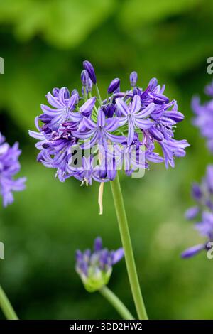 Agapanthus. Afrikanische Lilie. Agapanthus „Northern Star“, der für abgerundete Köpfe aus dunkelvioletten blauen Blüten in einer mehrjährigen Gartenkante im Sommer geschätzt wird Stockfoto