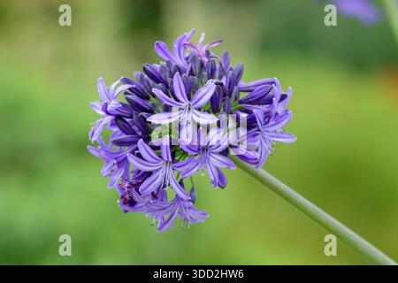 Agapanthus. Afrikanische Lilie. Agapanthus „Northern Star“, der für abgerundete Köpfe aus dunkelvioletten blauen Blüten in einer mehrjährigen Gartenkante im Sommer geschätzt wird Stockfoto