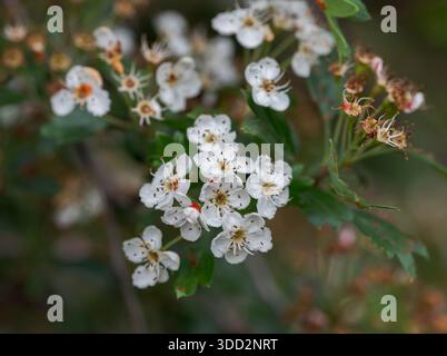 Weiße Weißdornblüten von Crataegus monogyna mit dunklen Staubblättern blühen in Gruppen zwischen grünen Blättern und zeigen natürliche Schönheit und feine Blumendetails. P Stockfoto